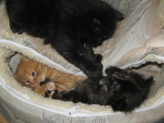 Mes 4 chats! IMG_4415