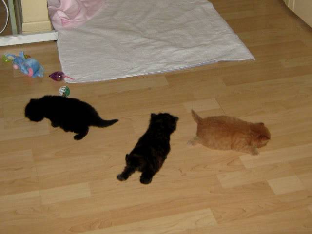 Mes 4 chats! Chatonsausalon1mois