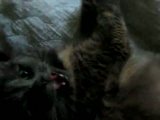 Mes 4 chats! Th_naissance_video1