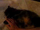 Mes 4 chats! Th_naissance_video3