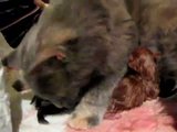 Mes 4 chats! Th_naissance_video9