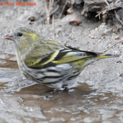 Cajzlić (carduelis spinus) Gronsiska010Carduelisspinus