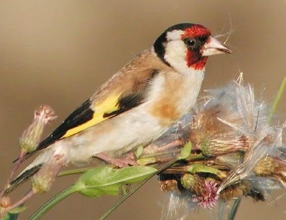 Stiglani (Carduelis carduelis ) Carduelis