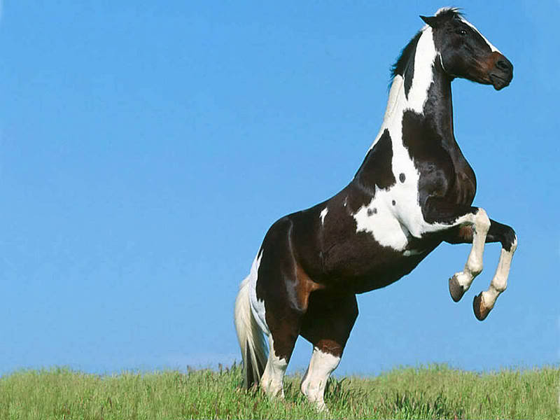 [:Epic Wonders:]  Where we come to find out what happends in our Past. Mustang-horse-rearing