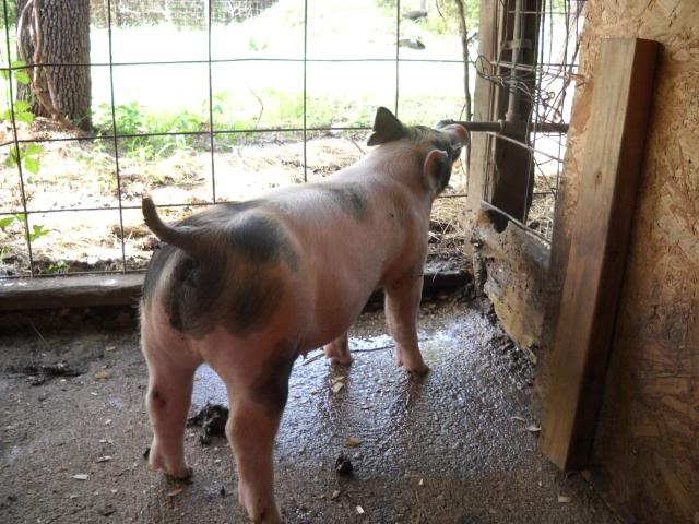 July 24th light cross barrow for sale  ***SOLD*** 014