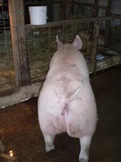 Reg. York Boar for sale 317