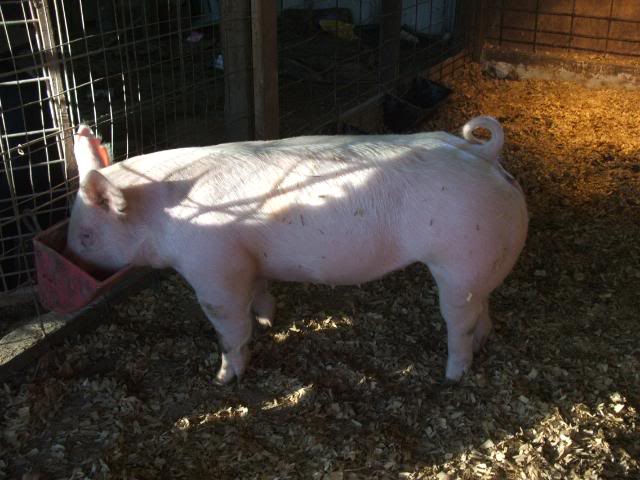 Lazy Oak Genetics Online Pig Sale DSCF1400