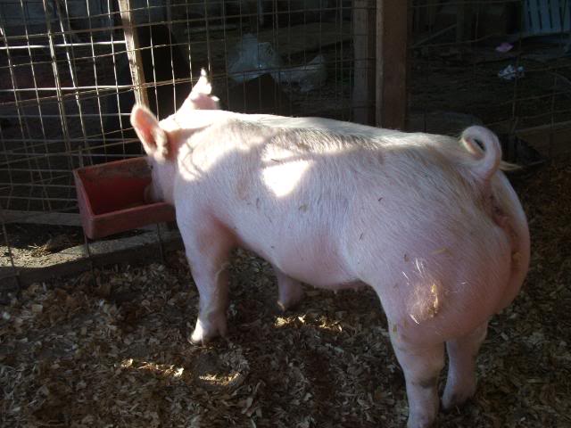 Lazy Oak Genetics Online Pig Sale DSCF1401