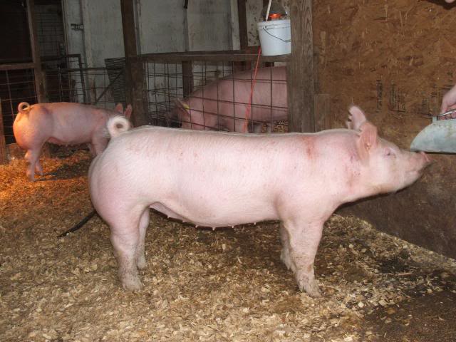 Lazy Oak Genetics Online Pig Sale Pig21004