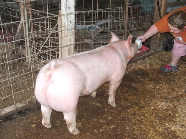 Lazy Oak Genetics Online Pig Sale Pig21006