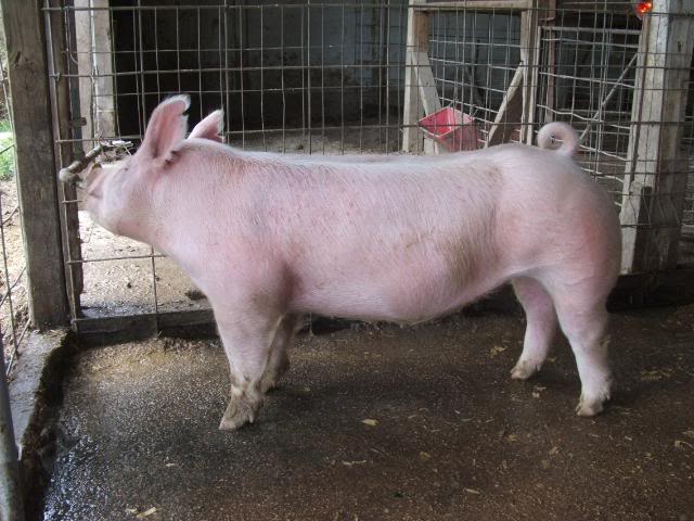 Lazy Oak Genetics Online Pig Sale Pig21015