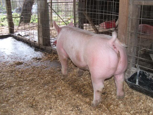 Lazy Oak Genetics Online Pig Sale Pig21025