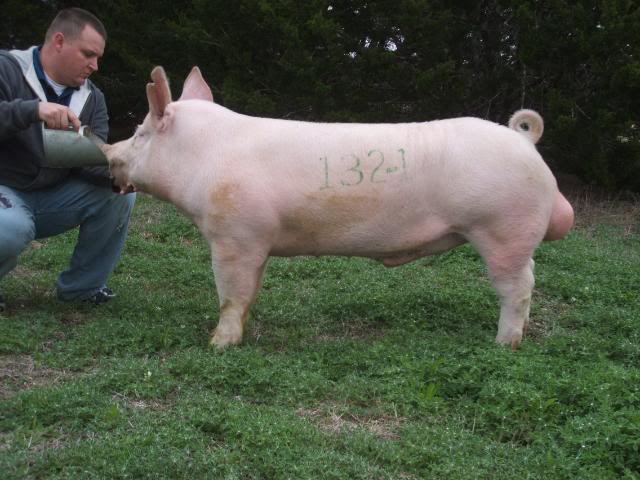 Bred Sows For Sale Pigs030710078