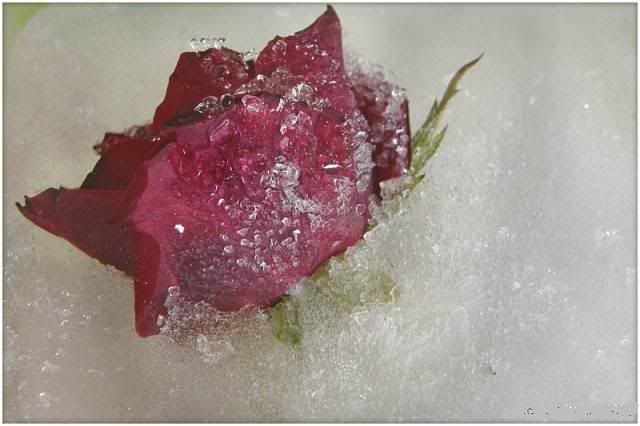 $$$$$$$$Frozen Roses$$$$$$$ 11