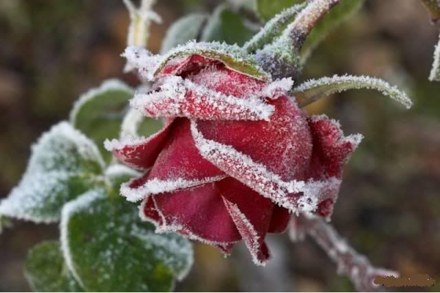 $$$$$$$$Frozen Roses$$$$$$$ 6