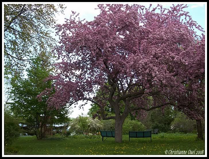 Les Saisons - Page 32 Arbre-rose