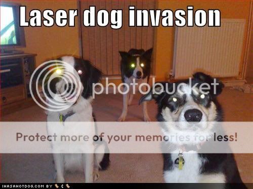 Kpek, AMV-k, flash-ek, fanartok, animcik... - Page 39 Funny-dog-pictures-laser-dog-invasi