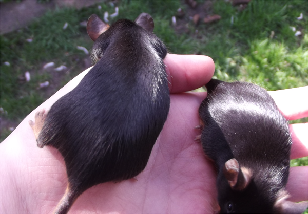 First black tan litters expected! (photos of chubby girls) Biggals1