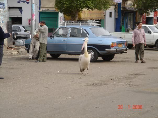 في مصر.......شوفوا الصور Image004