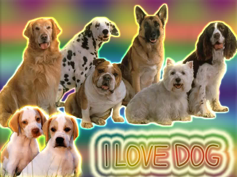 I love dogs