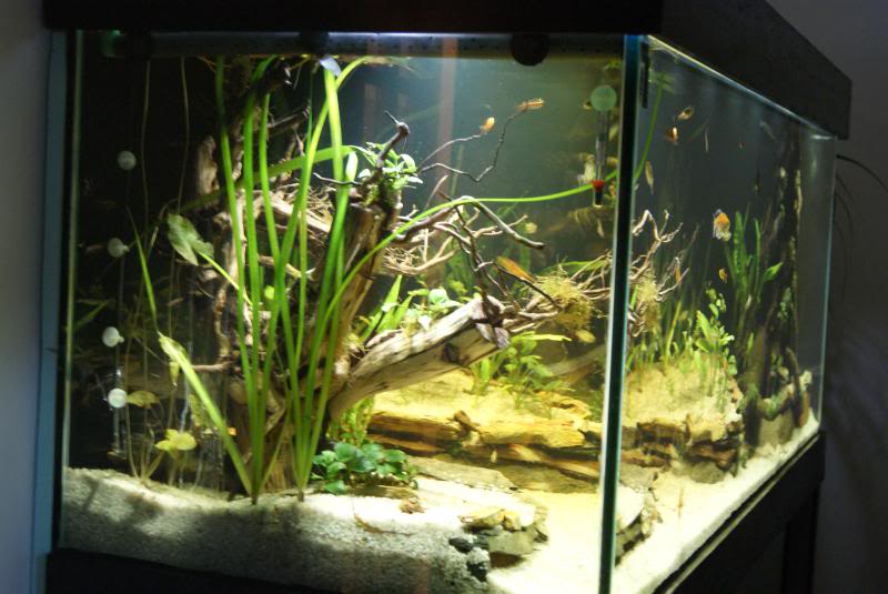 Meu aquario 150*60*60 004