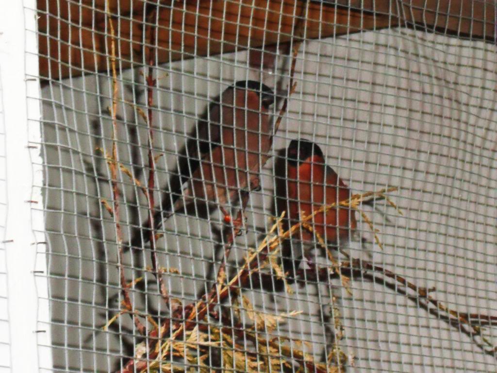 SOME OF MY BIRDS 2012 DSCF3064