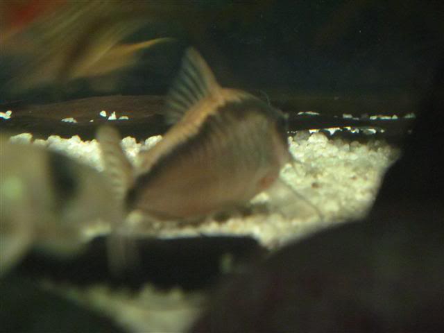 Introduction Aquariums ArchressRuzidor