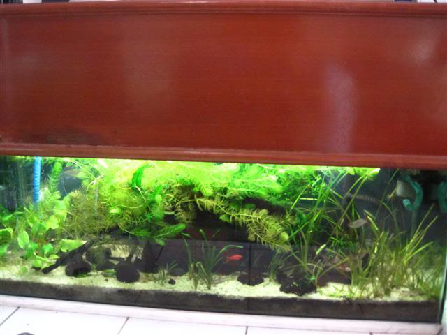 Introduction Aquariums DriftingRiverLogFV6-1