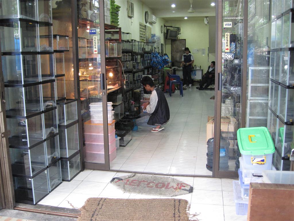 Fish Store of Indonesia IMG_0764