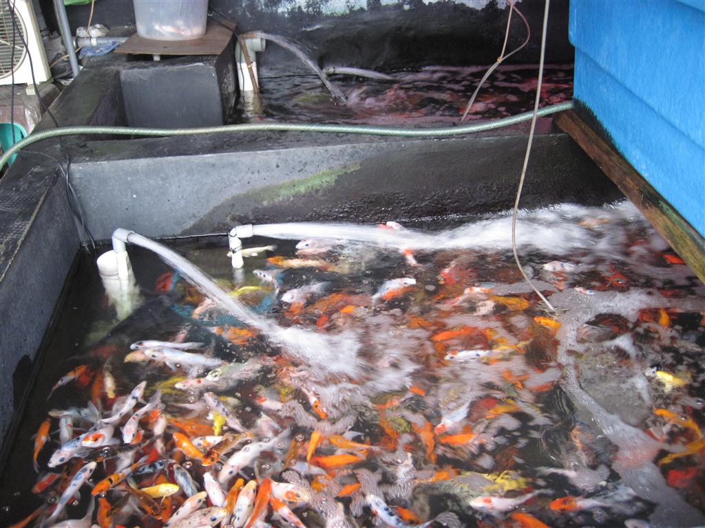 Fish Store of Indonesia IMG_0789