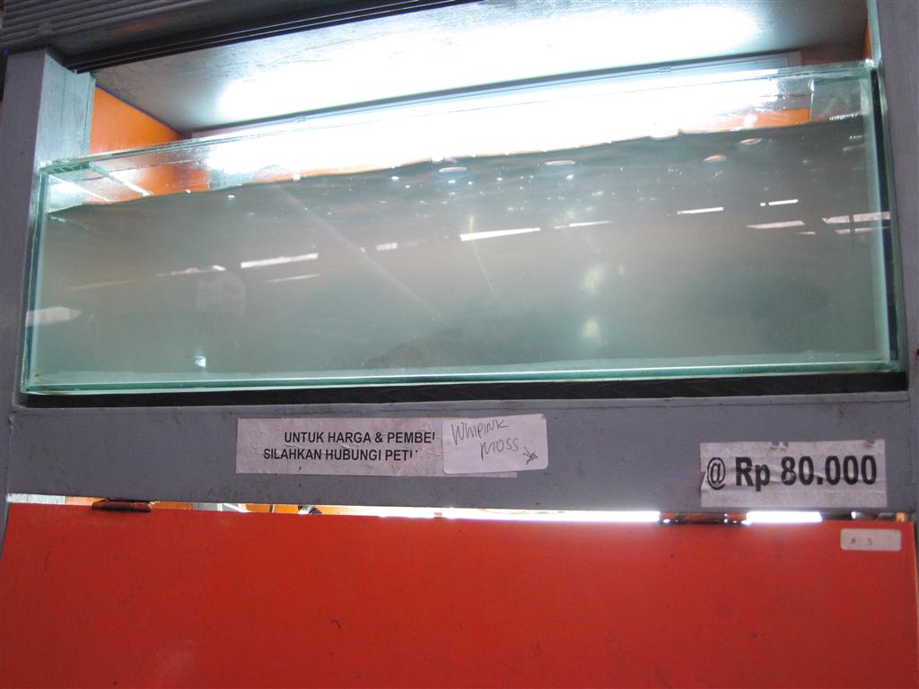 Fish Store of Indonesia IMG_0739