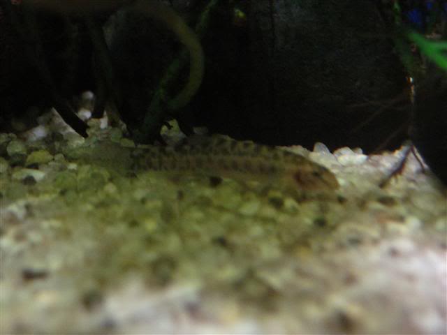 Introduction Aquariums Leuleupi