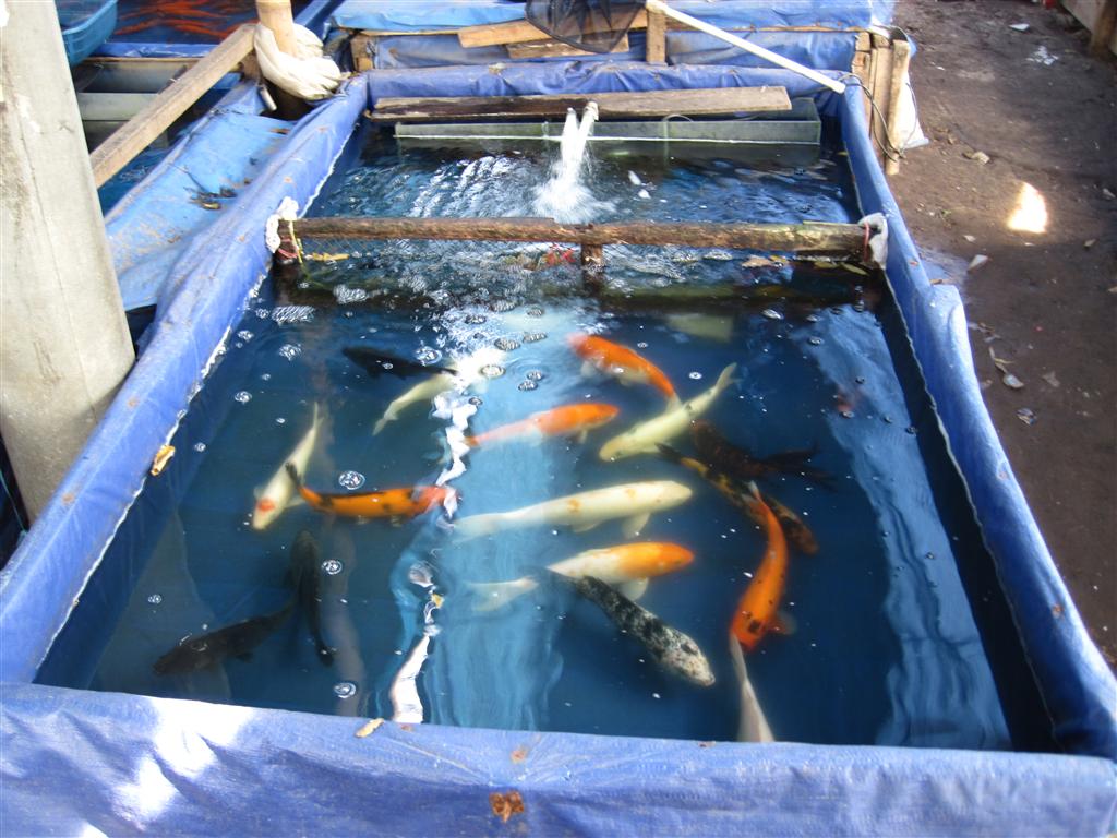 Fish Store of Indonesia IMG_0609