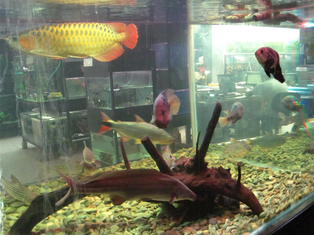 Fish Store of Indonesia IMG_0586