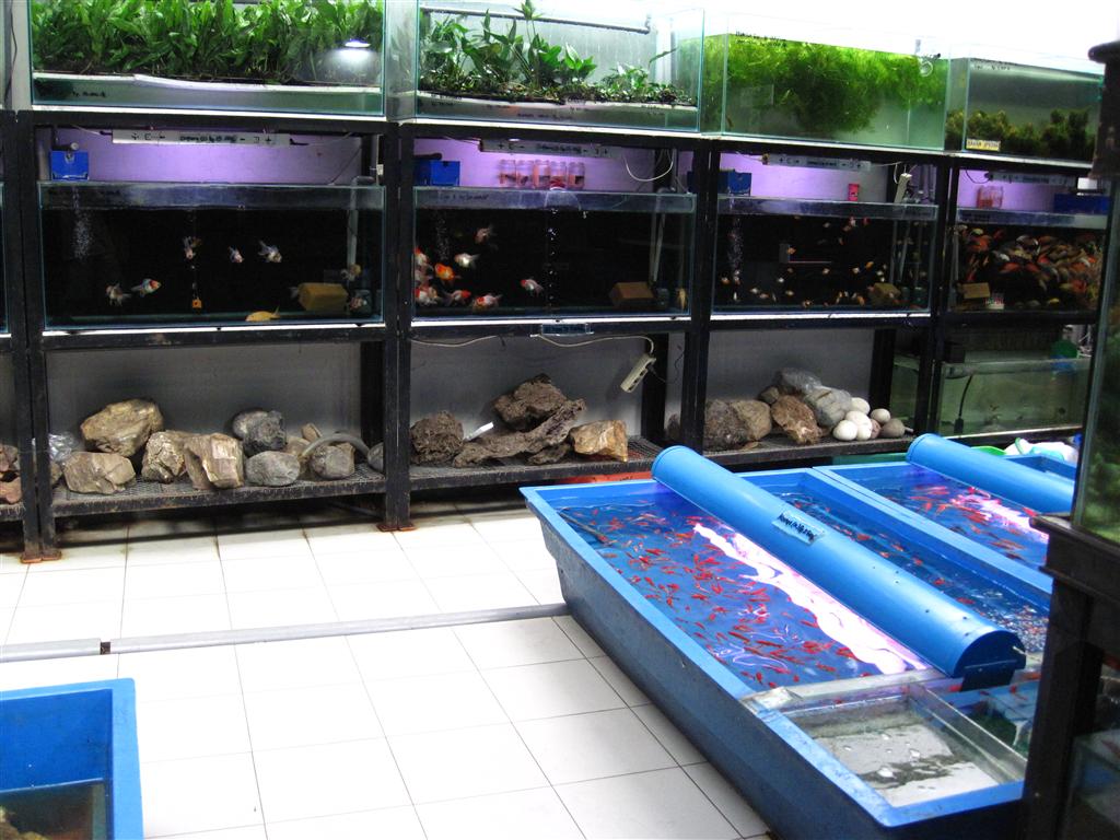 Fish Store of Indonesia IMG_0592
