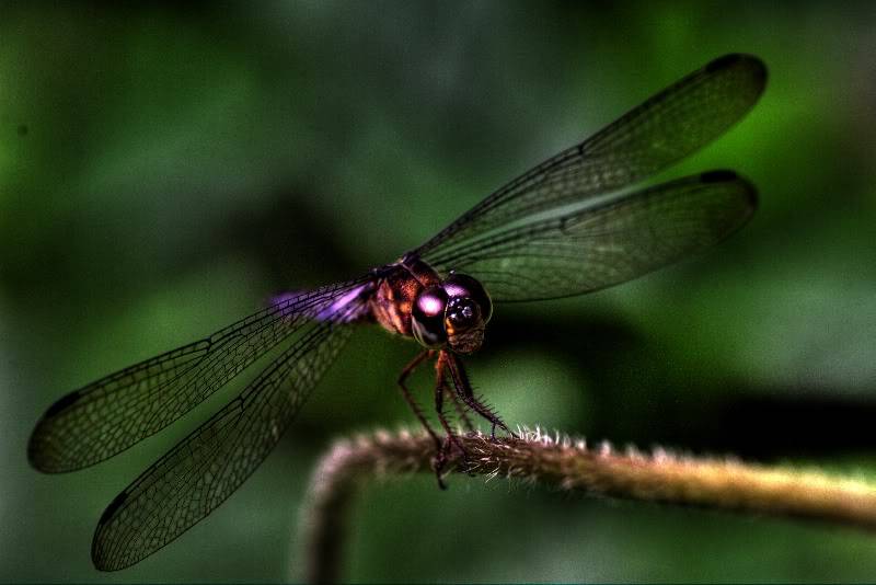 SERANGGA/INSECT Dragonfly-HDR-resize