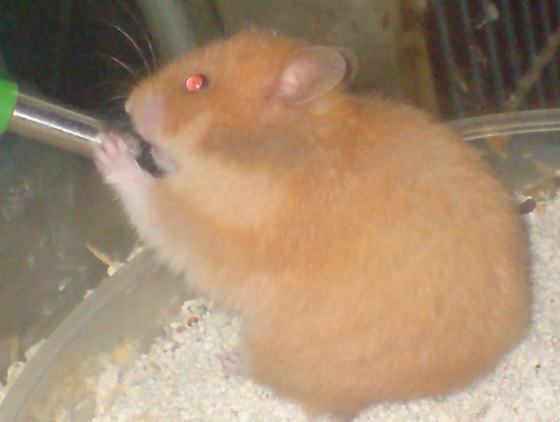 k@gome's hamster gallery DSC01685