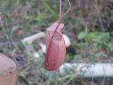 Minhas Nepenthes Thricnepenthes008