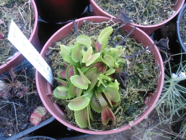 Some rare plants (Cobra, Drosop, Styl,...) Foto-A0427