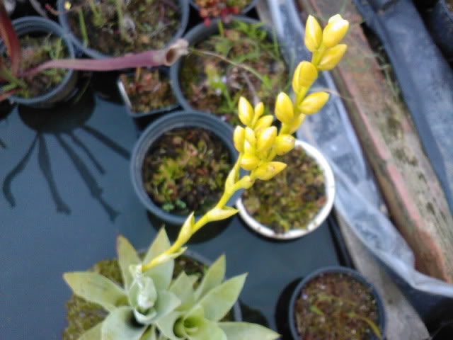 Some rare plants (Cobra, Drosop, Styl,...) Maio2009020