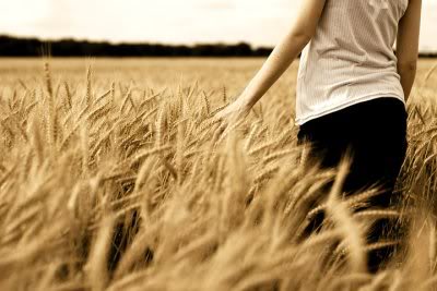 FOLK CALENDAR Wheatfield