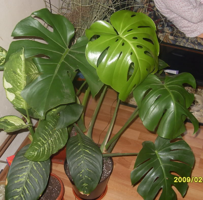 Monstera (Monstera deliciosa) i Filodendroni SDC11658