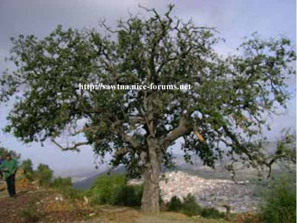 Randonnée effectuée à OUEZZANE Arbre