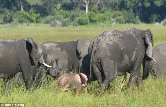 En images, les animaux les plus incroyables Elephanteaurose