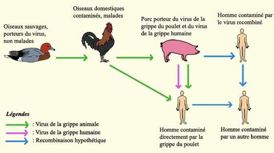 Grippe porcine: Virus porcin H1N1 Gippe