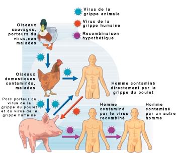 Grippe porcine: Virus porcin H1N1 Grippe_aviaire_copie