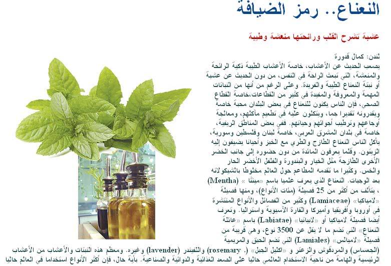 Nos plantes aromatiques et médicinales Menthe1