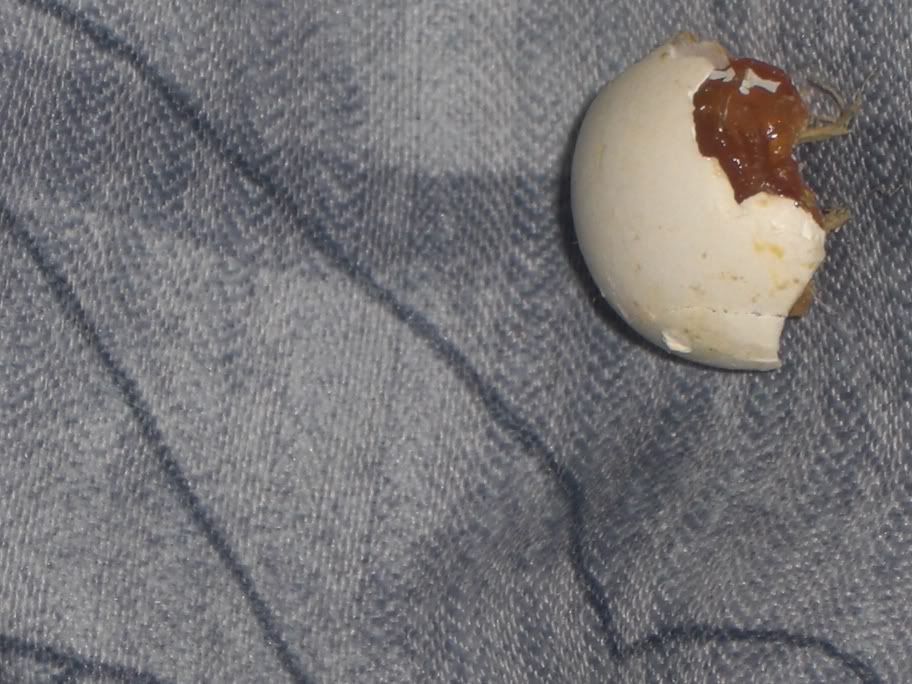 Nidada,primer huevo el 26/12/08 - Pgina 4 A159