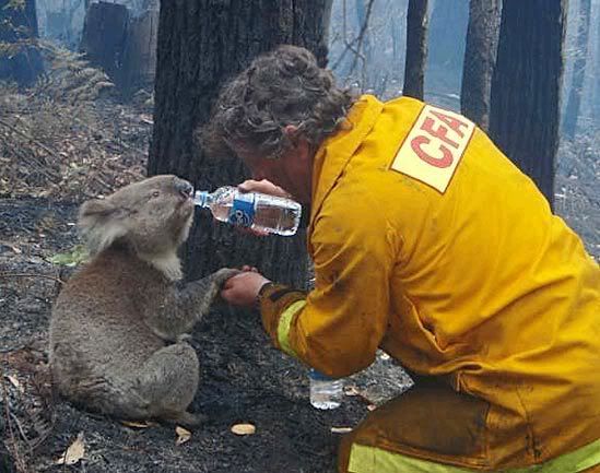 Wiped out: Town destroyed by killer fires ATT746761