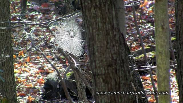 Pics From Your Tree Stand Spidersweb